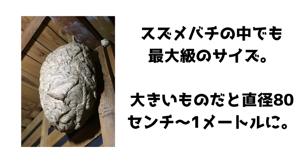 キイロスズメバチの巣の特徴と作る場所
