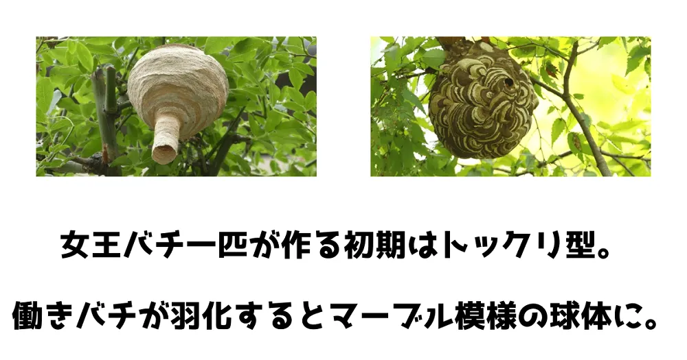 コガタスズメバチの巣の特徴と巣をつくる場所