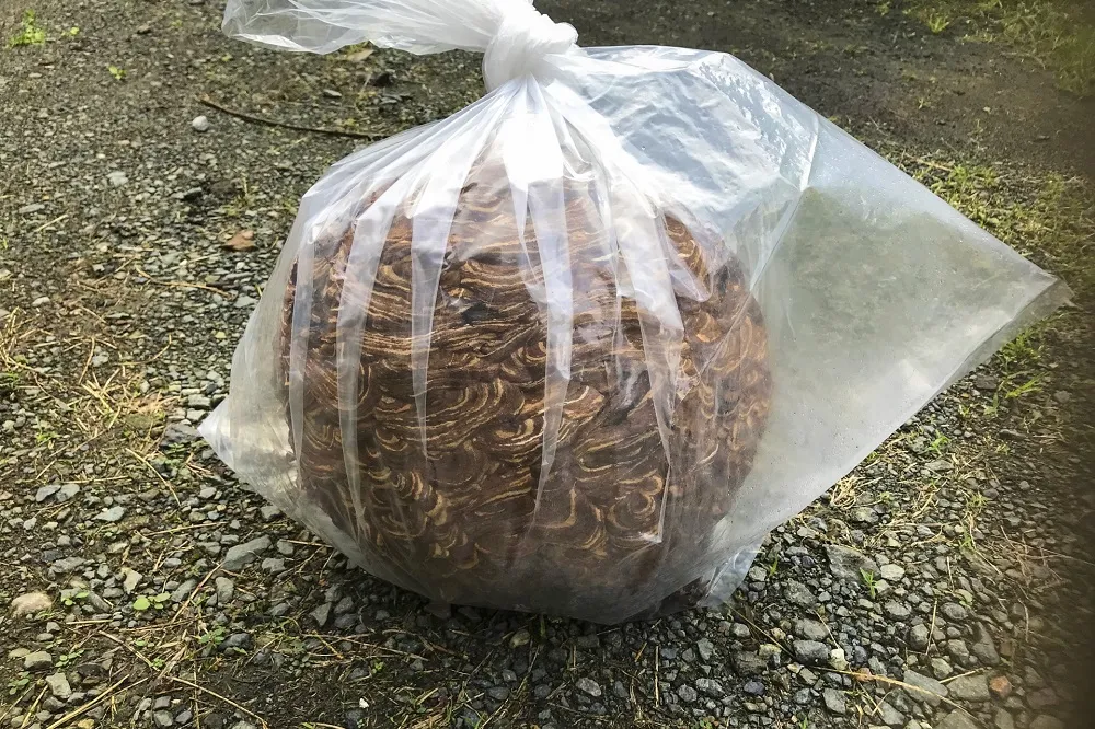 スズメバチの巣を自力駆除する手順