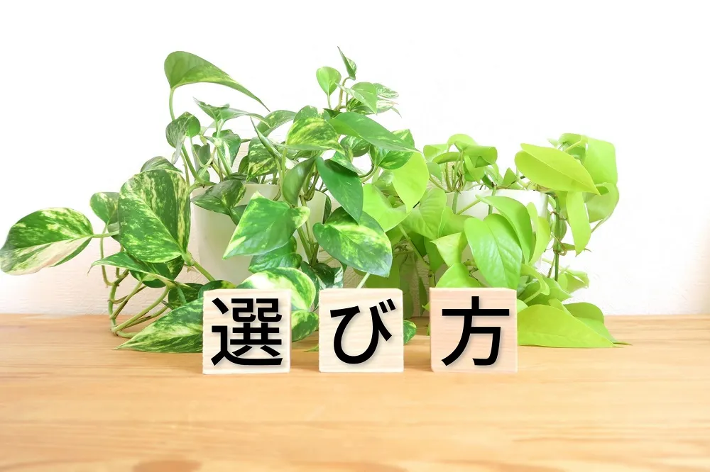 掛け軸を買取する骨董品業者を選ぶ方法